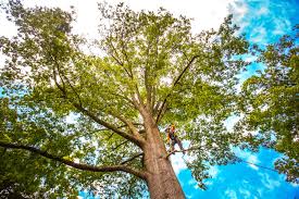 Best Tree Trimming and Pruning  in Key West, FL