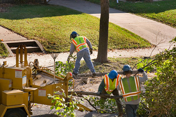 Best Palm Tree Trimming  in Key West, FL